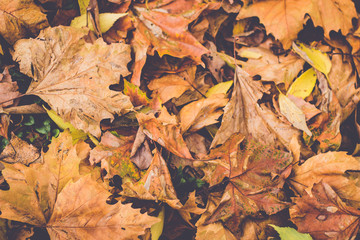 Fallen Leaves