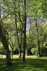 Park, Bäume, Rasen