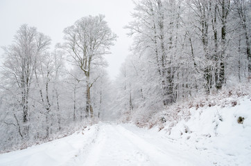 Foggy winter forest