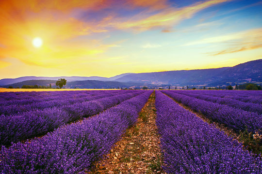 Fototapeta Lavender field summer sunset