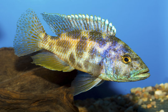 Cichlid fish from genus Nimbochromis