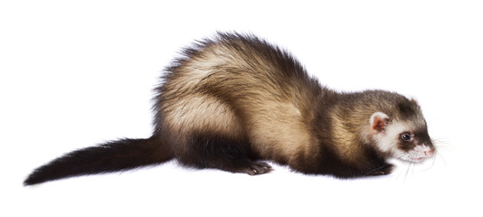 Fototapeta premium Молодой серый хорек изолированный на белом фоне