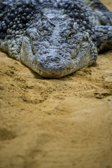 Fototapeta premium crocodile resting on the sand beside a brown river