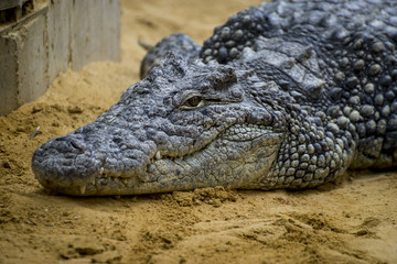 predator, crocodile resting on the sand beside a brown river