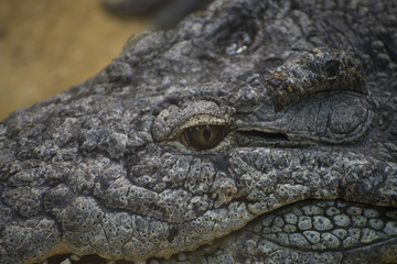Dangerous, brown alligator resting on the sand beside a river