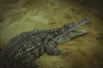 Obraz premium Dangerous, brown alligator resting on the sand beside a river