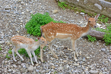 Doe and fawn fallow deer standing in rocky terrain.