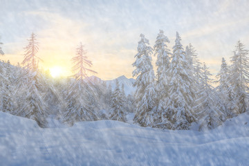 Fototapeta premium Trees covered with hoarfrost and snow in mountains