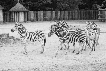 Fototapeta premium シマウマ