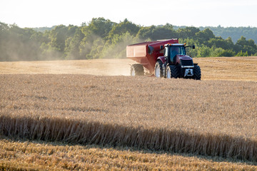 Fototapeta premium Combine working on the wheat field