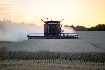 Fototapeta premium Combine working on the wheat field