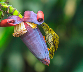 Streaked Spiderhunter bird