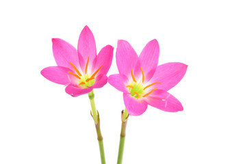 Blossom of pink Zephyranthes Lily, Rain Lily, Fairy Lily, Little