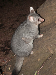 Bush tailed possum climbing up a tree