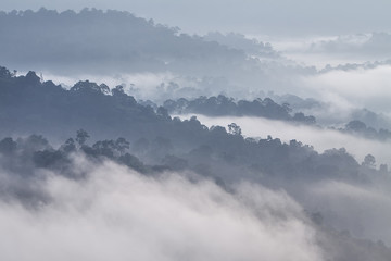 Layers of misty forests