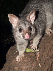 Bush tailed possum looking into camera