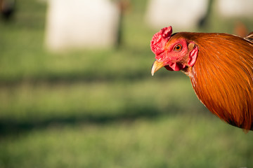 El gallo muestra parte de su cuerpo en la gallera.