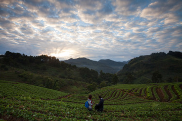 Obraz premium Morning sunrise in strawberry garden at Doi angkhang mountain, c