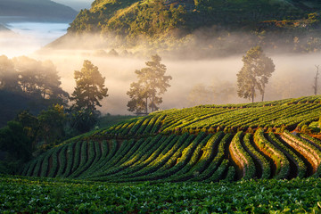 Fototapeta premium Misty morning sunrise in strawberry garden at Doi Angkhang mount