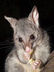 Obraz premium Bush tailed possum eating fruit in a tree