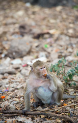 Monkey eating food on the ground , monkey thailand
