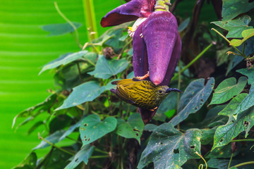 Streaked Spiderhunter bird