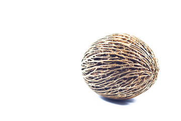 Cerbera oddloam's seed isolated on white background