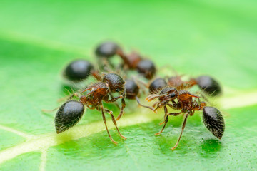 Worker ants