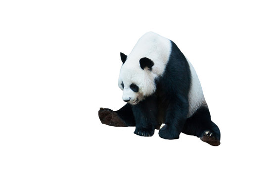 Giant Panda Bear Isolated On White