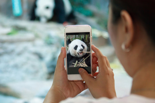 female taking panda photo