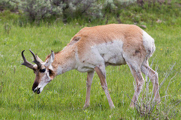 Naklejka na ściany i meble Antelope grazing in open field.
