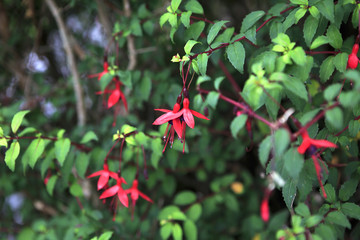 Beautiful shrub fuchsia with pink flowers