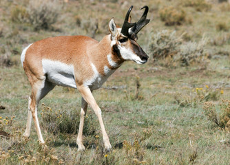 Naklejka na ściany i meble Antelope grazing in open field.