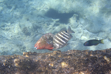 Parrotfishes in Indian Ocean near Seychelles.