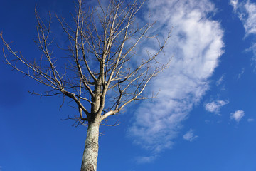 winter tree against blue sky