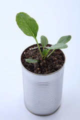 vegetable growing
