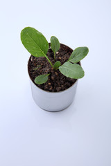 vegetable growing