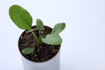 vegetable growing