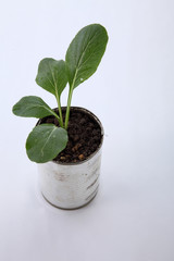vegetable growing