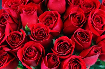 Crédence en verre imprimé Roses fond de rose rouge