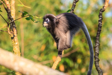 Dusky Langur sitting on tree branch