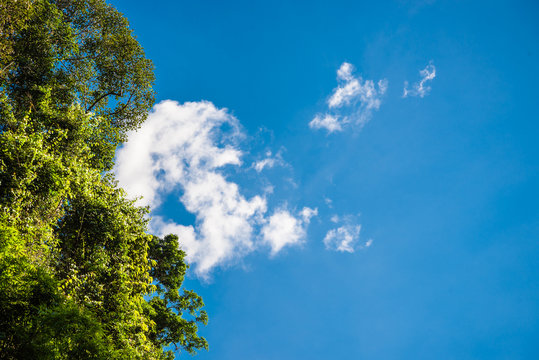 Lush green foliage and sky with clouds in the forest in spring - Stock Image 