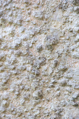 white tree bark texture pattern for background