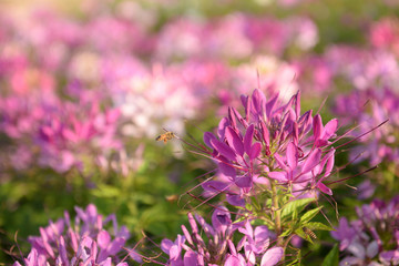 Bee sucking nectar from a flower in garden.
