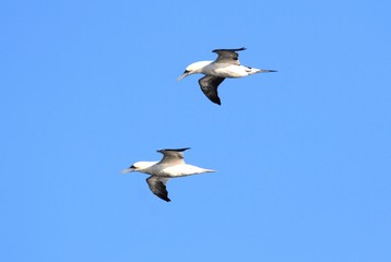 Northern Gannets (Morus bassanus)