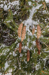 Pine Cones on a Norway Spruce (Picea abies)