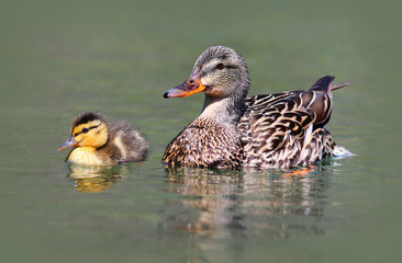 Mother Mallard Duck with Baby Duckling