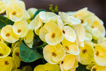 Euphorbia milli or Crown of thorns