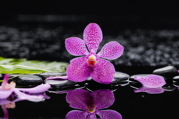 Fototapeta na wymiar Pink orchid ,petals with green leaf with therapy stones 