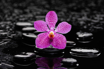 Beautiful pink orchid and therapy stones 